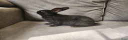 Mixed Breed rabbits for sale: 4 beautiful mixed breed rabbits see Description. - Advert 9