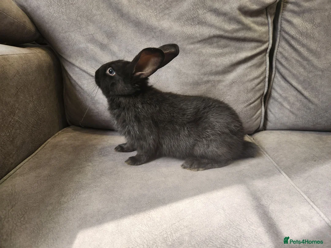 Mixed Breed rabbits for sale: Newzealand white x Netherland dwarf rabbits - Advert 1