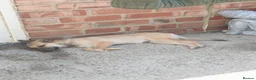 Mixed Breed dogs for sale: 4 months female German Spitz urgent  - Advert 2