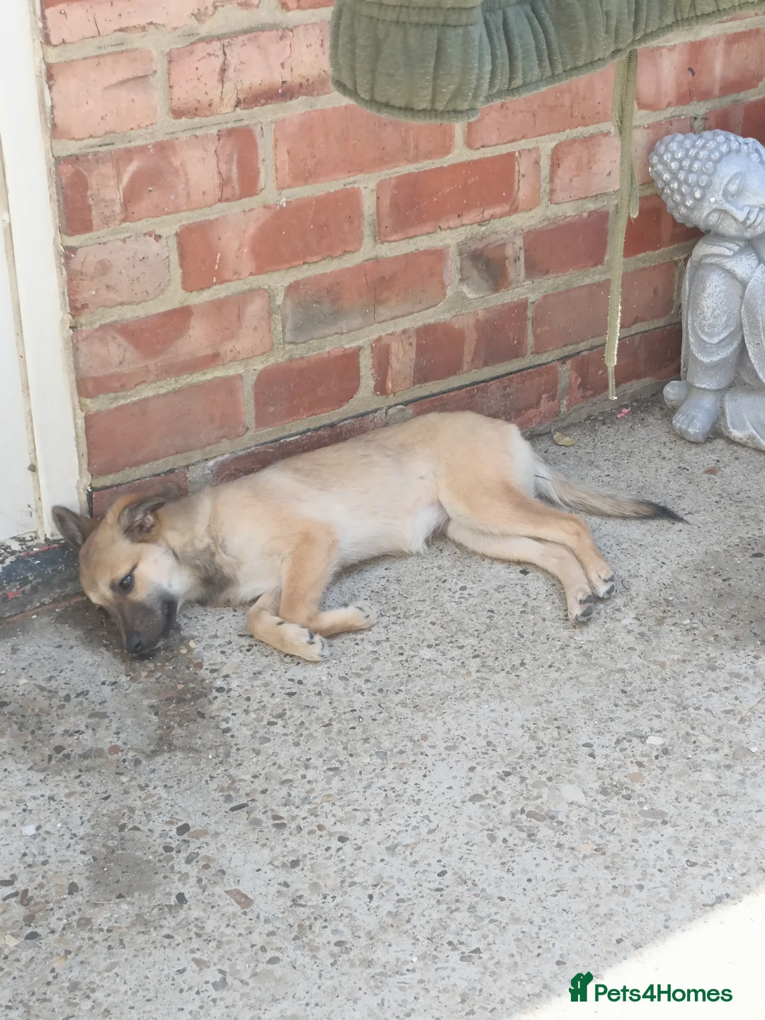 Mixed Breed dogs for sale: 4 months female German Spitz urgent  - Advert 2