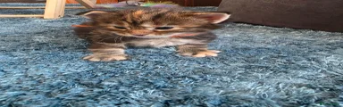 Maine Coon 6