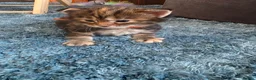 Maine Coon cats for sale: Maine coon kittens for sale  - Advert 9