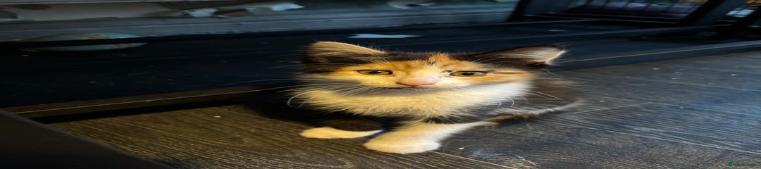 Mixed Breed Kitten 3