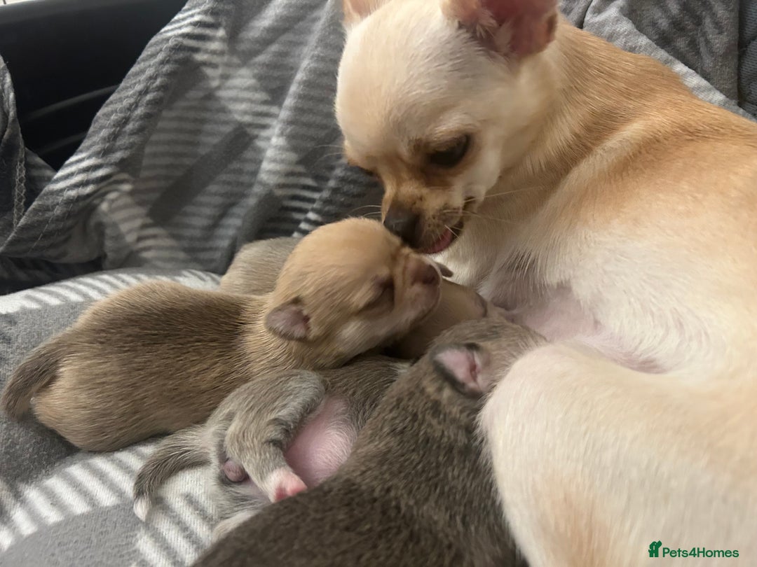 Chihuahua dogs for sale: Stunning smooth coat chihuahua puppies  - Image 16