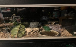 Bearded Dragon reptiles for sale: Bearded dragon with full set up  - Image 4