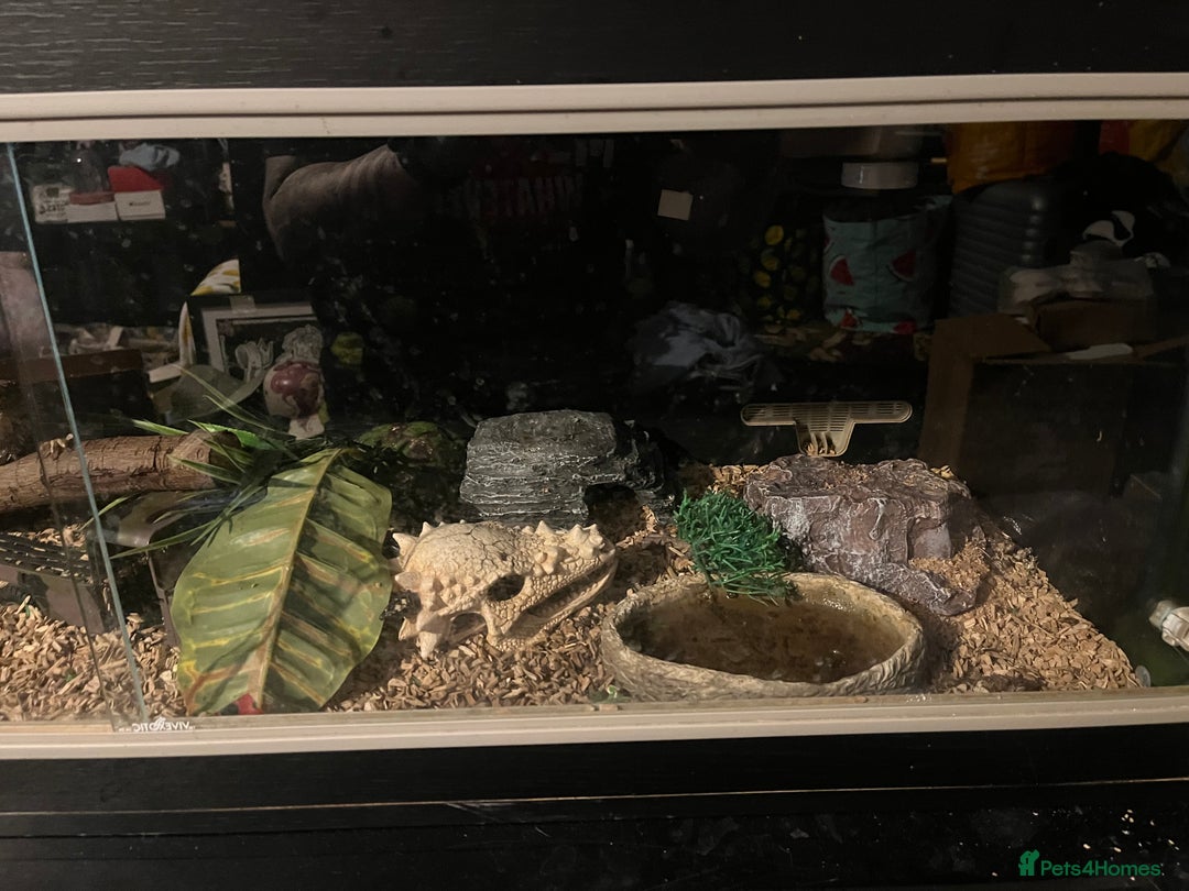 Bearded Dragon reptiles for sale: Bearded dragon with full set up  - Image 4