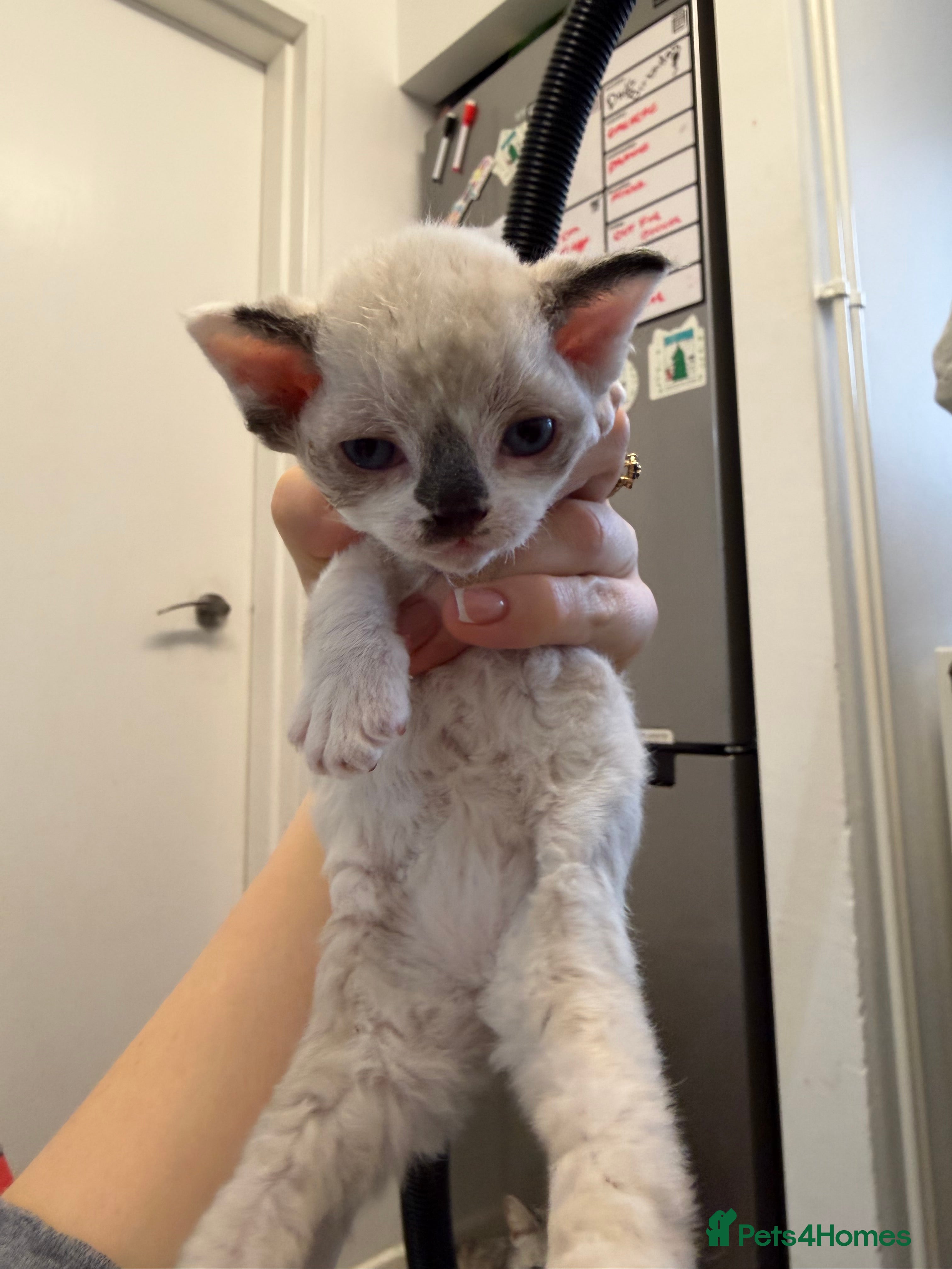 Devon Rex cats TICA Active kittens lower price for pet homes - Advert 2