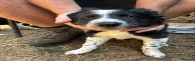 Border Collie 2