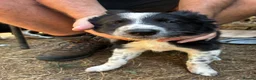 Border Collie dogs for sale: Stunning Border Collies - Advert 5