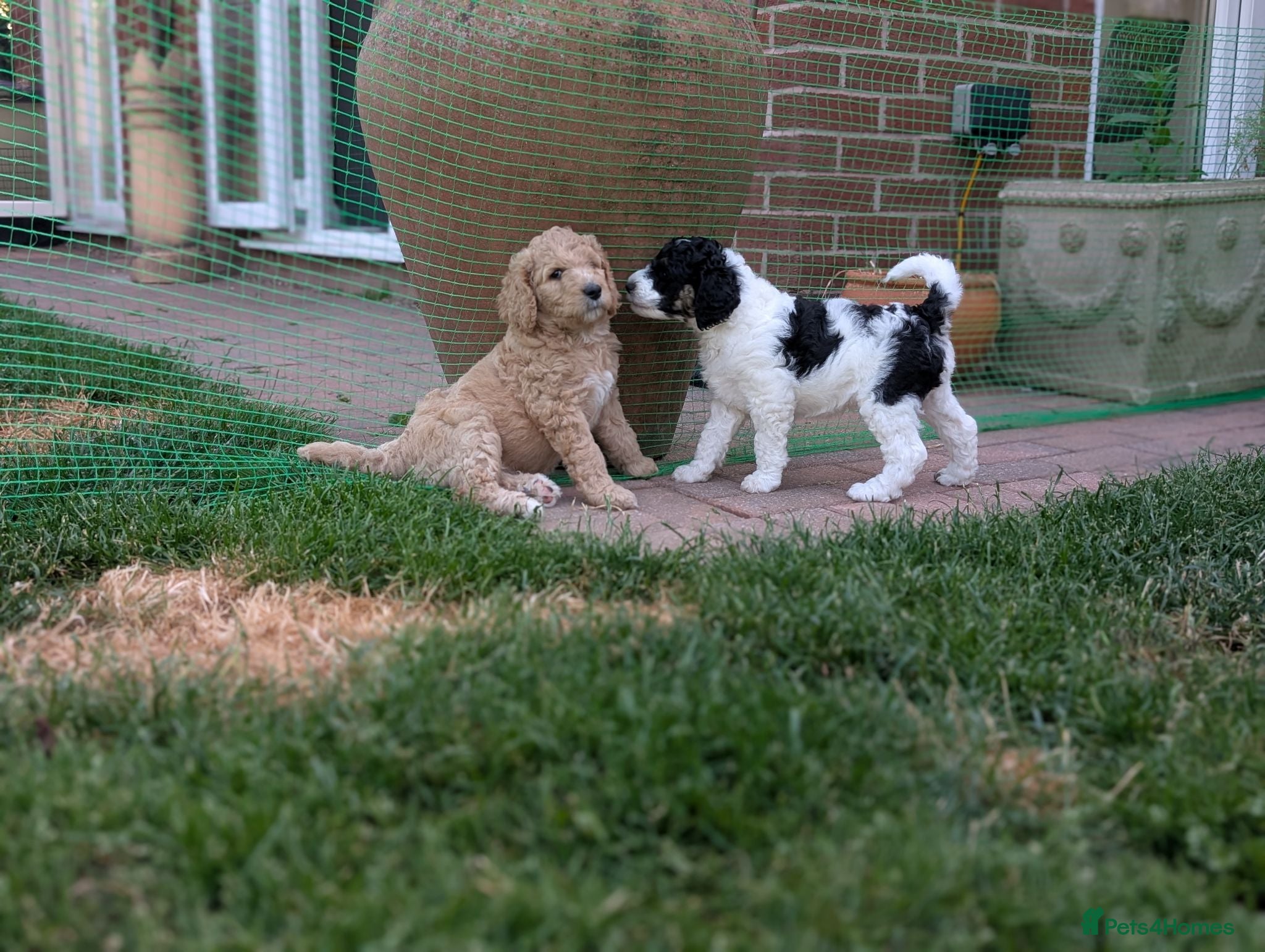 Goldendoodle dogs 🐾 Beautiful Standard Goldendoodle Puppies 🐾 - Advert 2