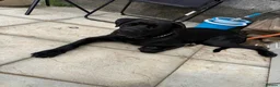 Cane Corso dogs for sale: Cane Corso  in Port Talbot - Advert 3