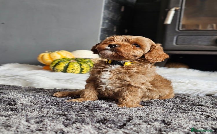Cavapoo dogs - Advert 9
