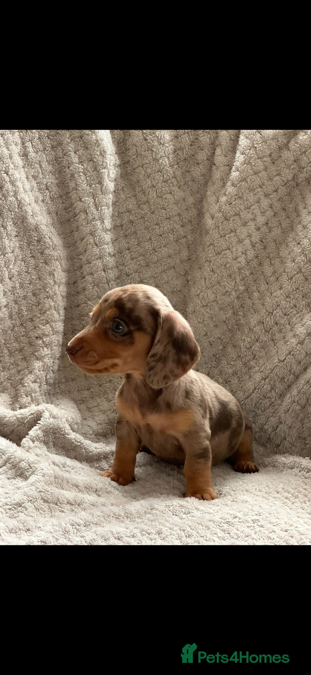 Miniature Dachshund dogs for sale: Kc registered miniature dachshund puppies  - Image 7