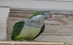 Parrots birds for sale: Pair of quaker parrots for sale  - Image 1