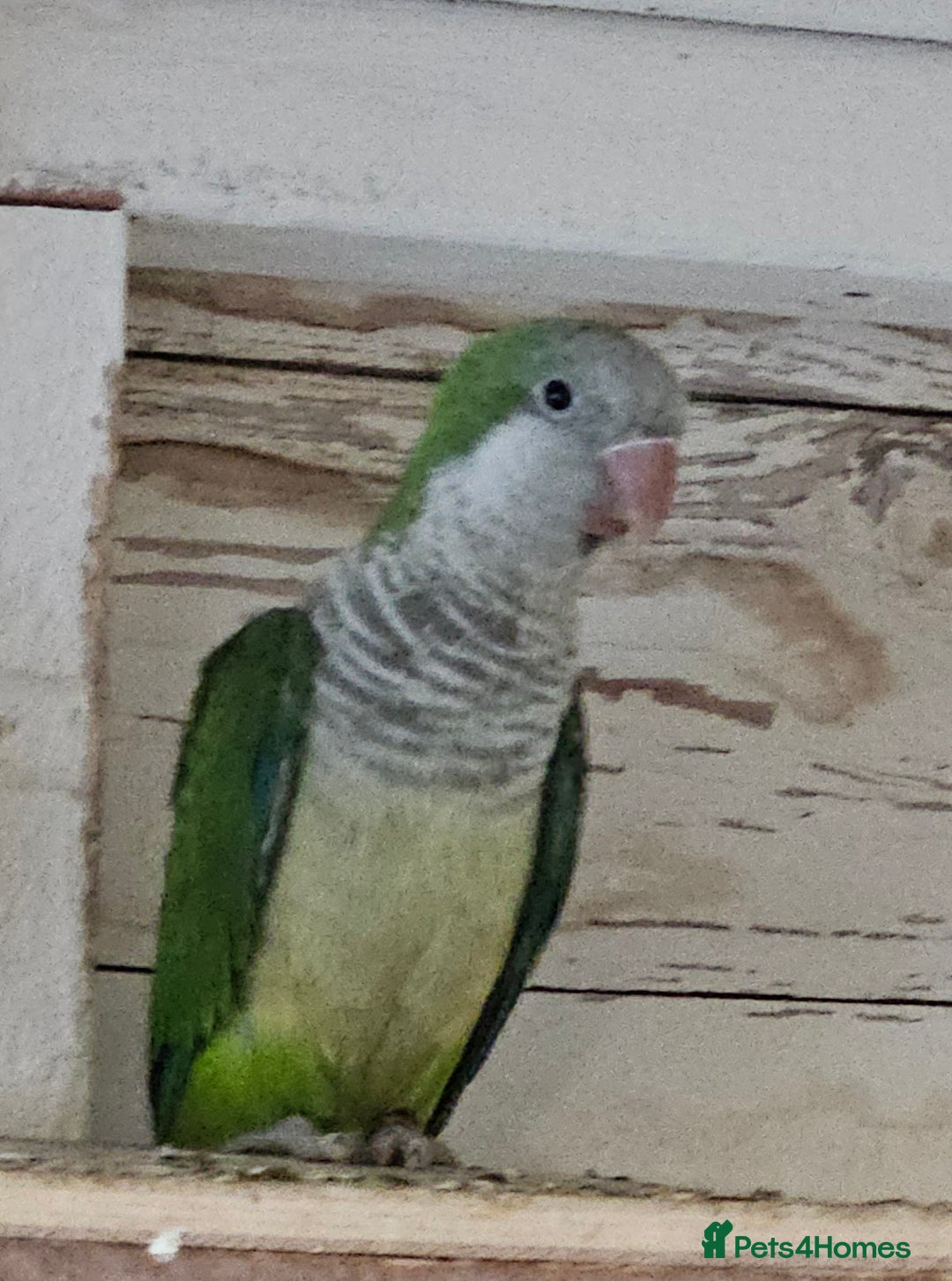 Parrots birds for sale: Pair of quaker parrots for sale  - Image 1