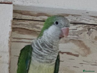 Parrots birds - Advert 9