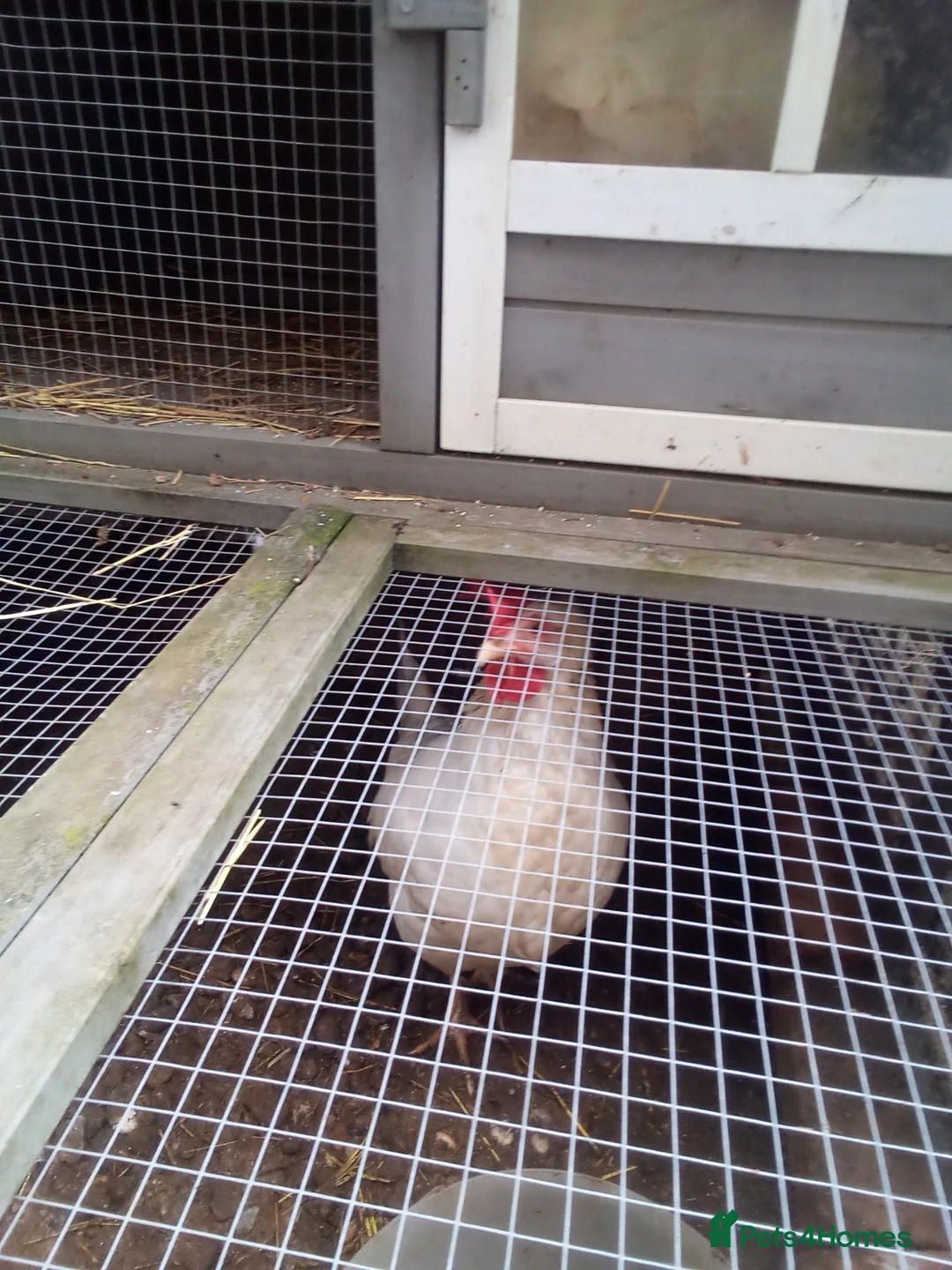 Chickens poultry for sale: Free chickens in Stamford - Advert 2