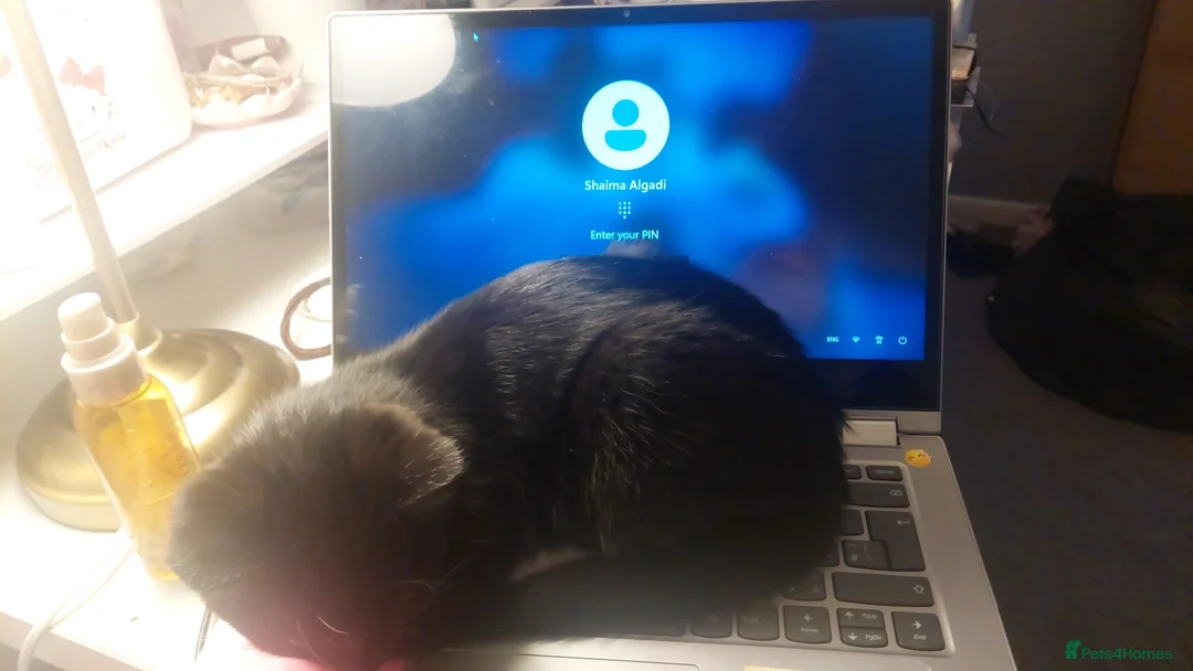 Domestic Shorthair cats for sale: Beautiful Male Kitten-Friendly, Well Handled in Newcastle upon Tyne - Advert 3