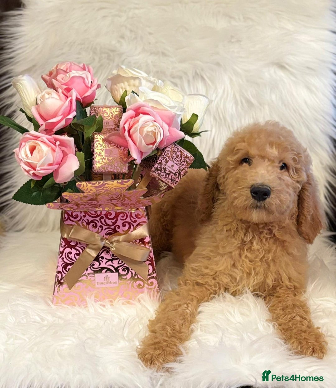 Bernedoodle dogs for sale: Bernedoodle standard F1b pups fluffy teddy bears - Advert 3