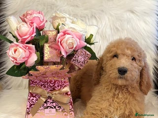 Bernedoodle dogs Big cuddly teddy bears standard Bernedoodle pups - Advert 1