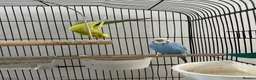 Budgerigars birds for sale: Pair of Budgerigar in Port Talbot - Advert 4