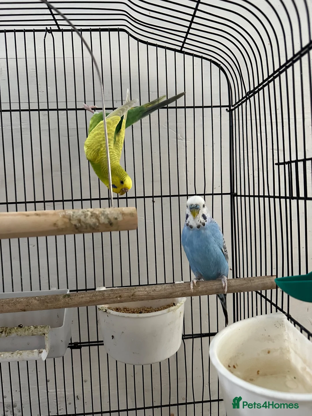 Budgerigars birds for sale: Pair of Budgerigar in Port Talbot - Advert 4