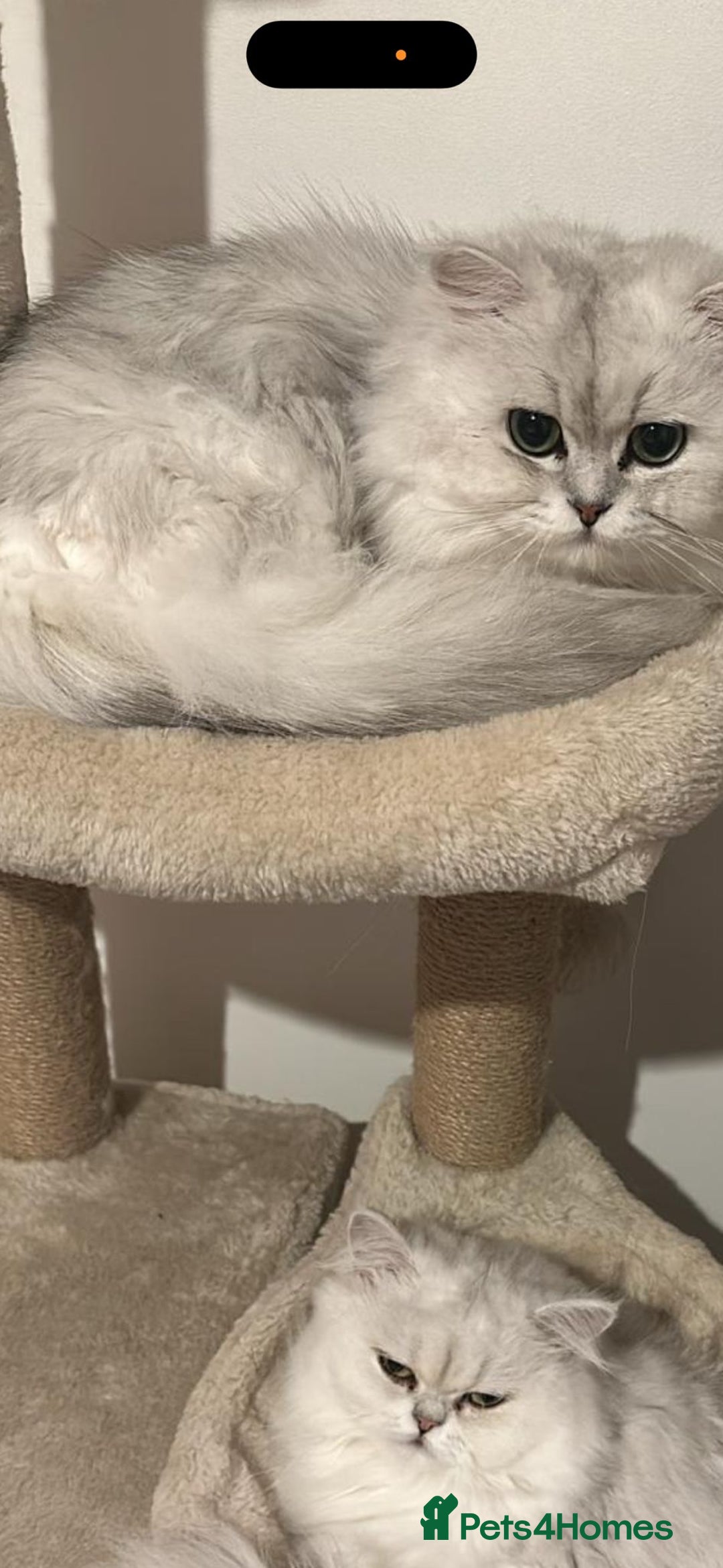 Persian cats for sale: Beautiful girl - Advert 7