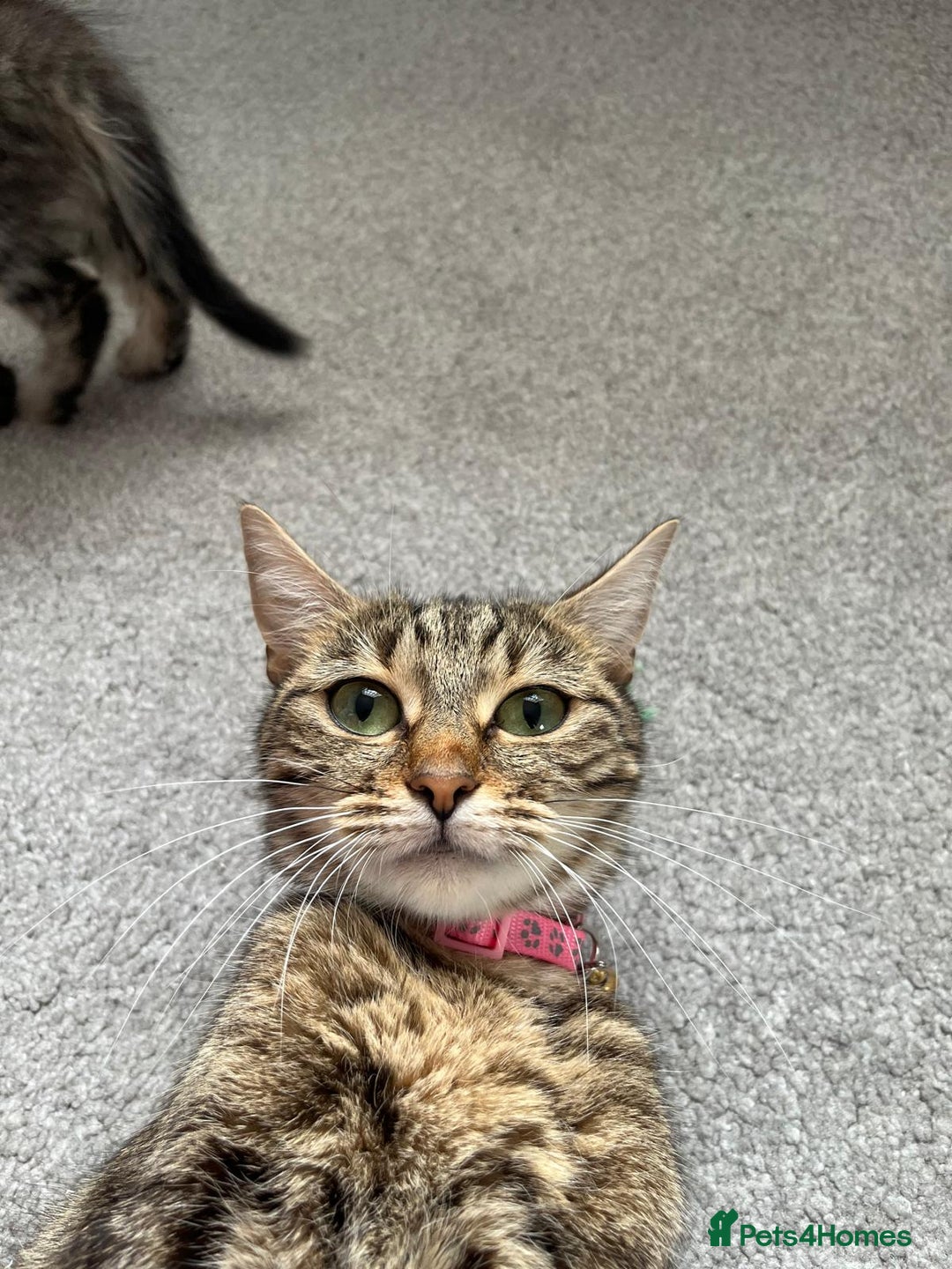 Mixed Breed cats for sale: Kittens available (3 girls & 1 boy) - Image 22