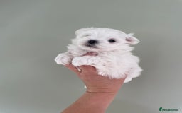 Maltese dogs for sale: Tiny Maltese Girl – Kennel Club Reg. - Image 13