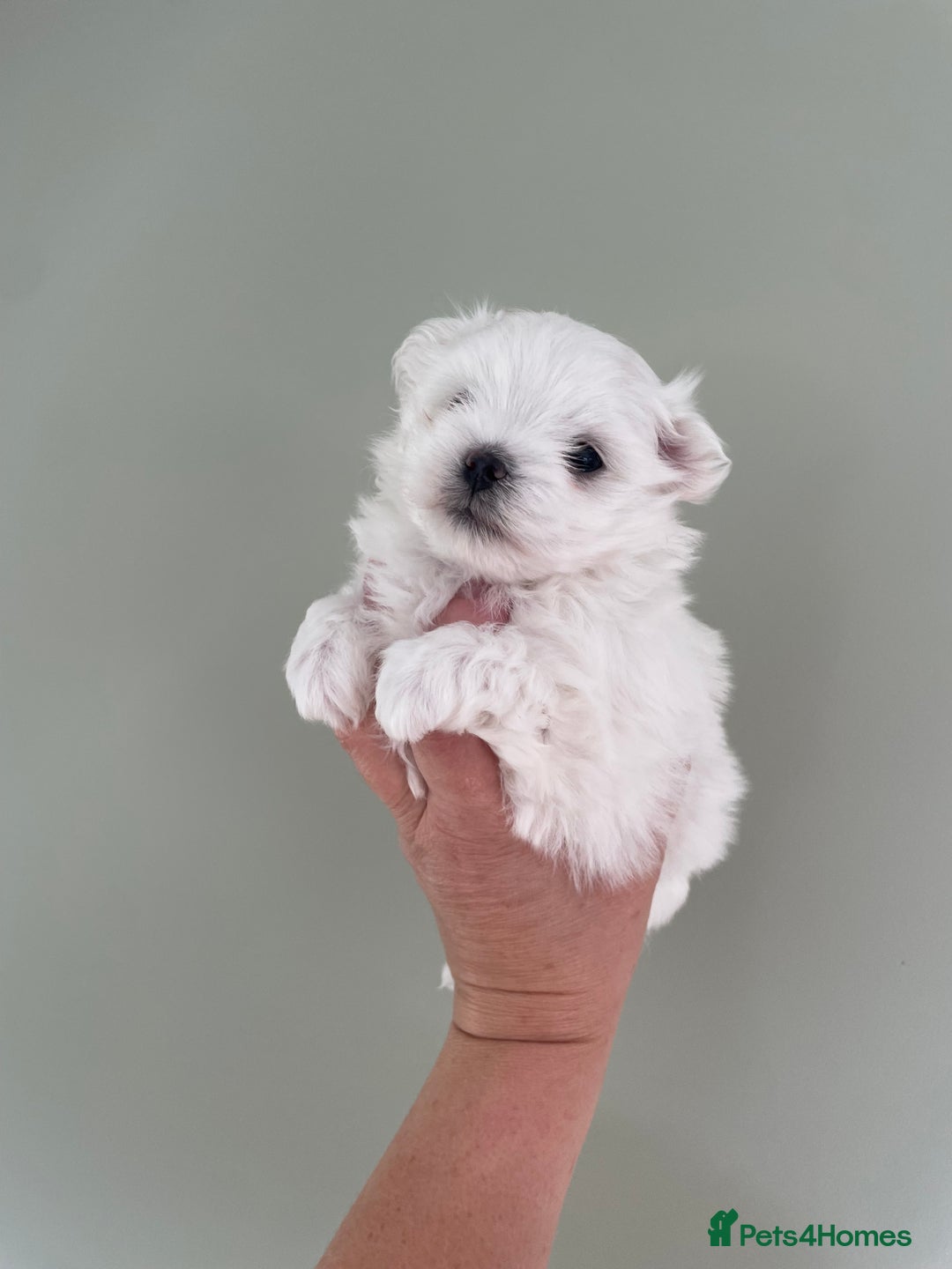 Maltese dogs for sale: Tiny Maltese Girl – Kennel Club Reg. - Image 13