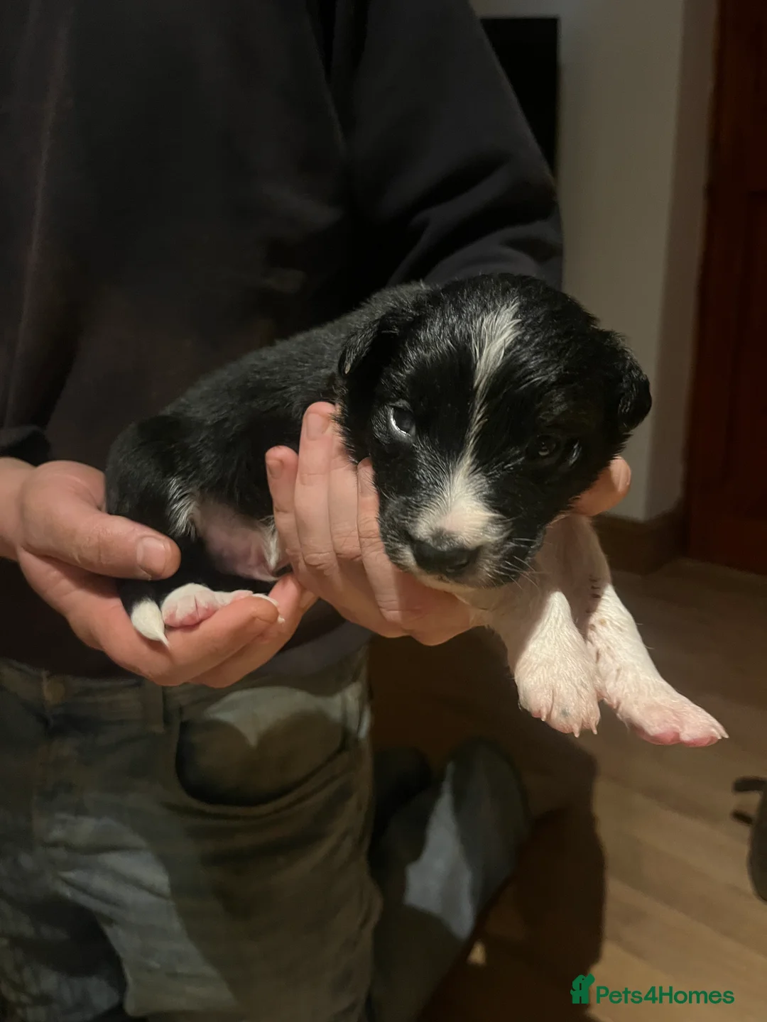 Border Collie dogs for sale: Blue Merle and Tri border collie pups - Advert 7