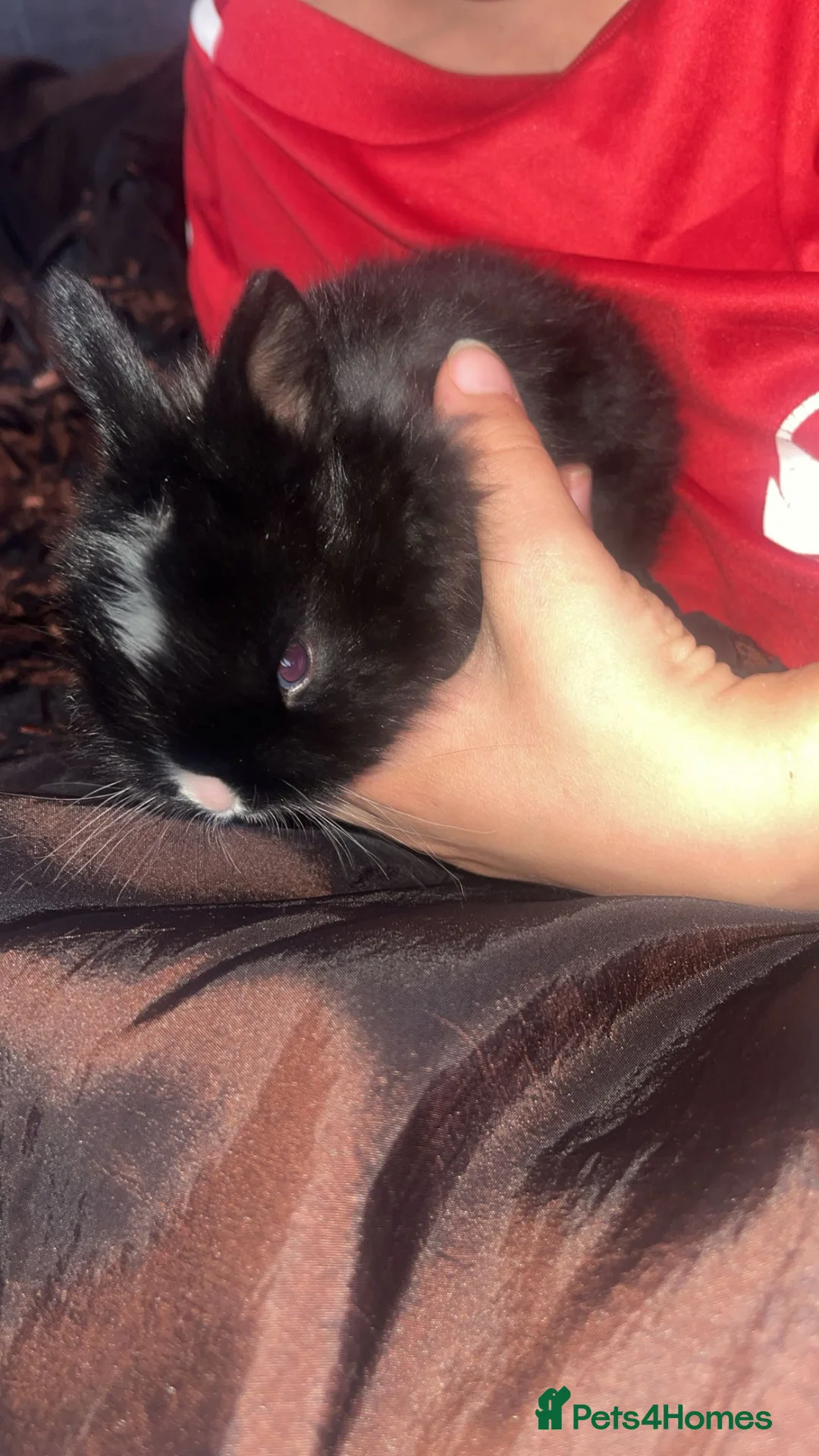 Mixed Breed rabbits for sale: Rabbits in Heywood - Advert 2