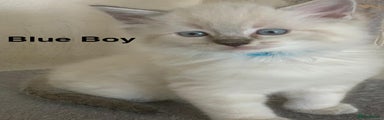 Blue Boy