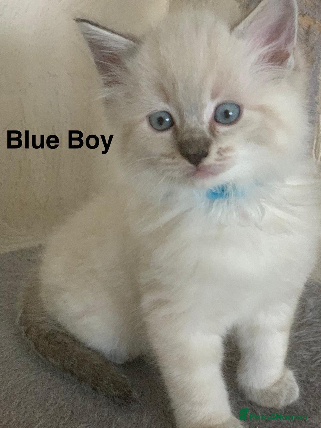 Ragdoll cats for sale: ❗️Charming Pure Ragdoll Kittens waiting love ❤️❗️ - Advert 20