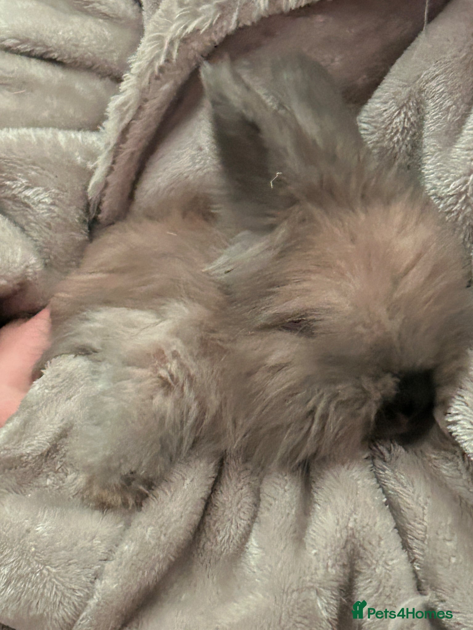 Angora rabbits Pure bred Angora bunnies £195 - Advert 7