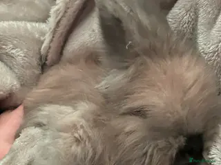 Angora rabbits Pure bred Angora bunnies £195 - Advert 7