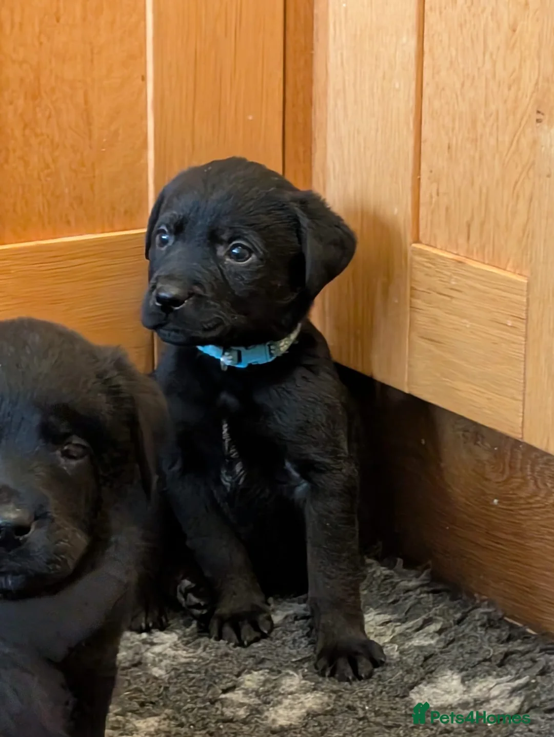 Mixed Breed dogs for sale: Labrador x Rottweiler (Rottador) - Advert 20