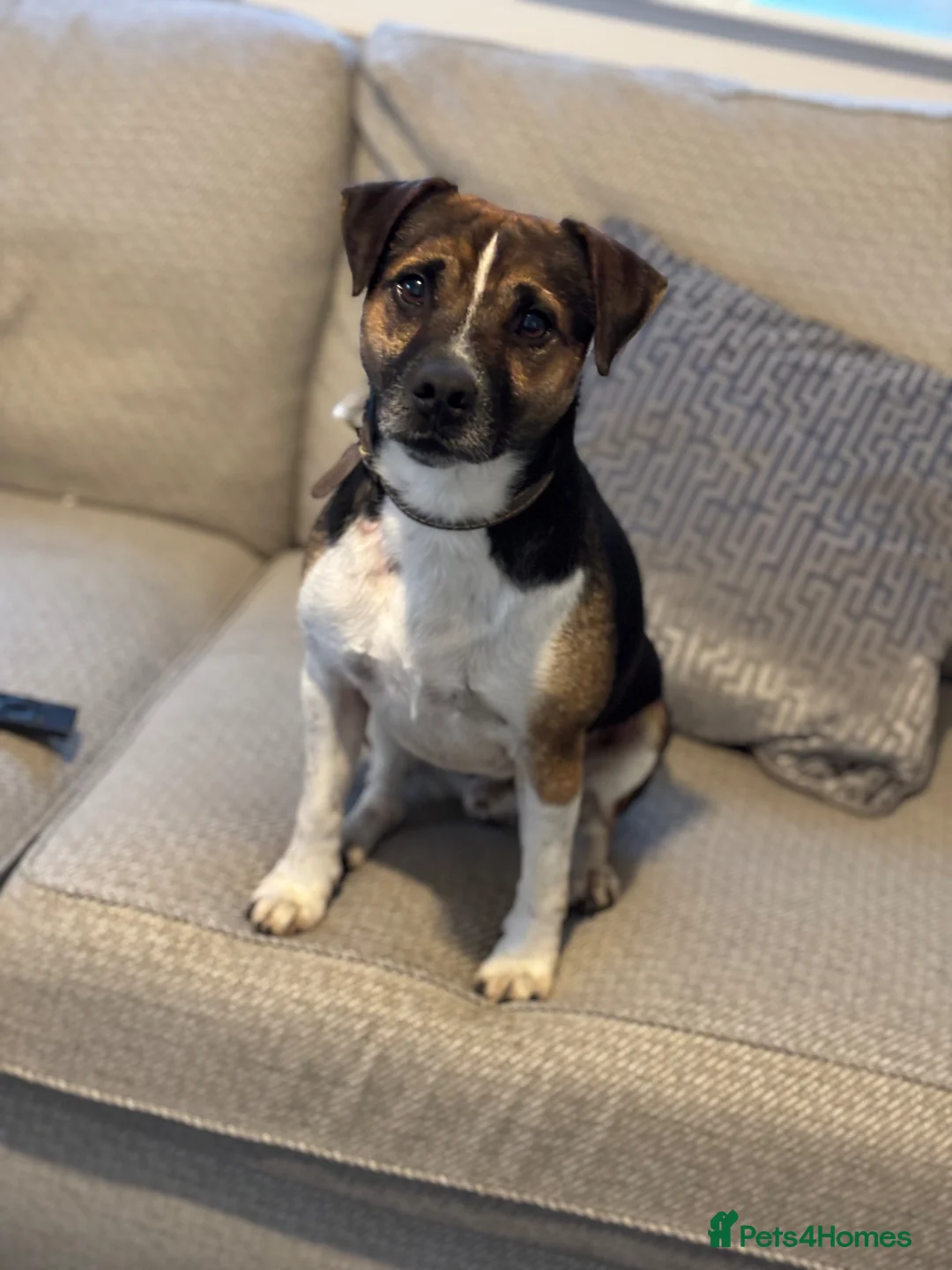 Plummer Terrier dogs for stud: STUD ONLY ( Plummer terrier)  in Dundee - Advert 2