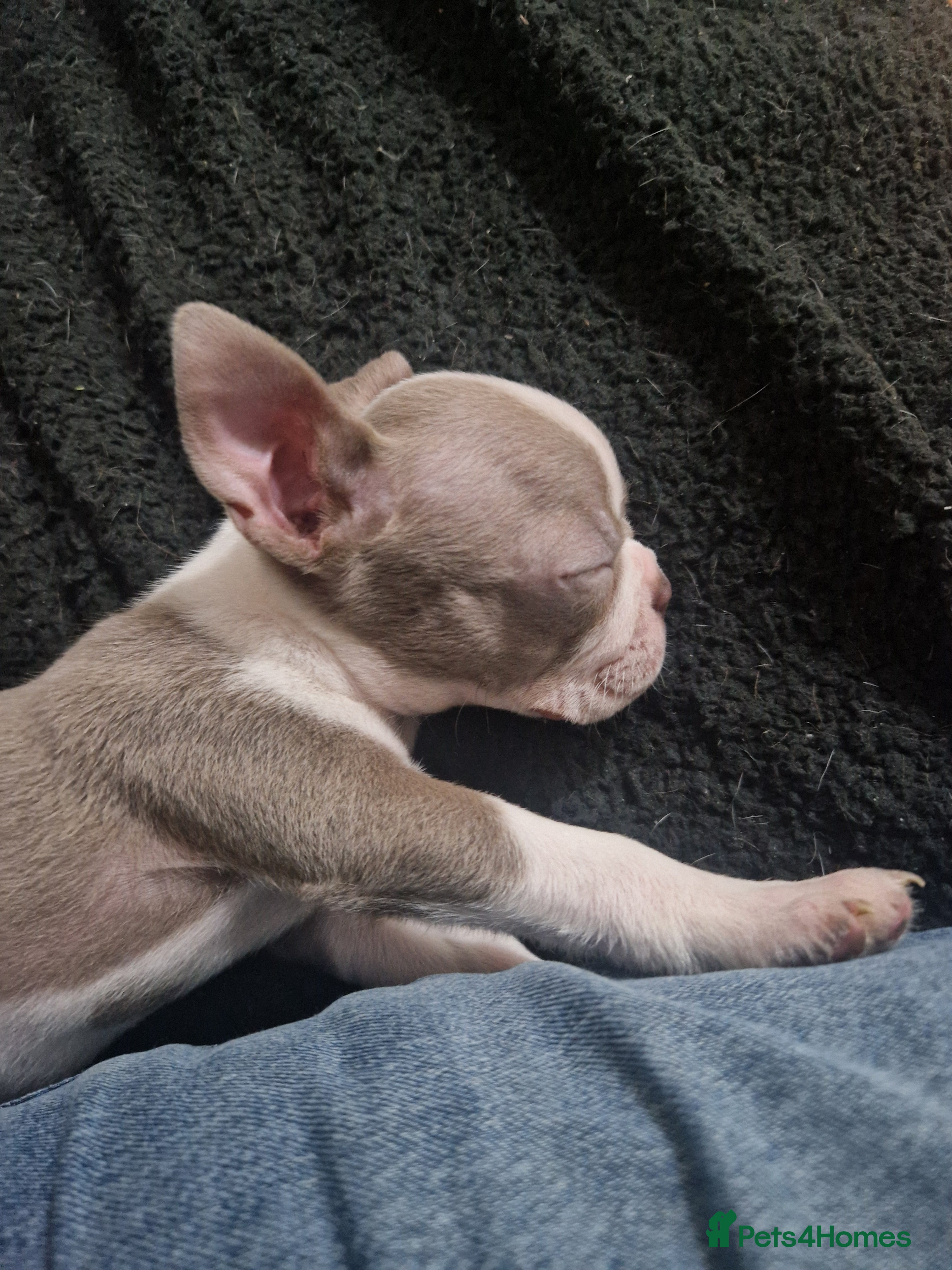 Boston Terrier dogs Stunning KC Champagne boston bitch for sale  - Advert 1