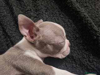Boston Terrier dogs Stunning KC Champagne boston bitch for sale - Advert 3