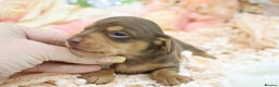 Miniature Dachshund dogs for sale: KC Miniature Dachshund Puppies - Advert 4