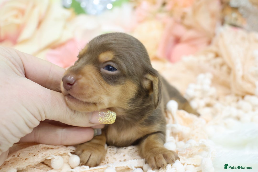 Miniature Dachshund dogs for sale: KC Miniature Dachshund Puppies - Advert 4