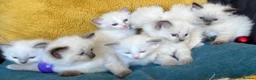 Ragdoll cats for sale: GCCF mom’s pure ragdoll kittens sale in London  - Advert 23