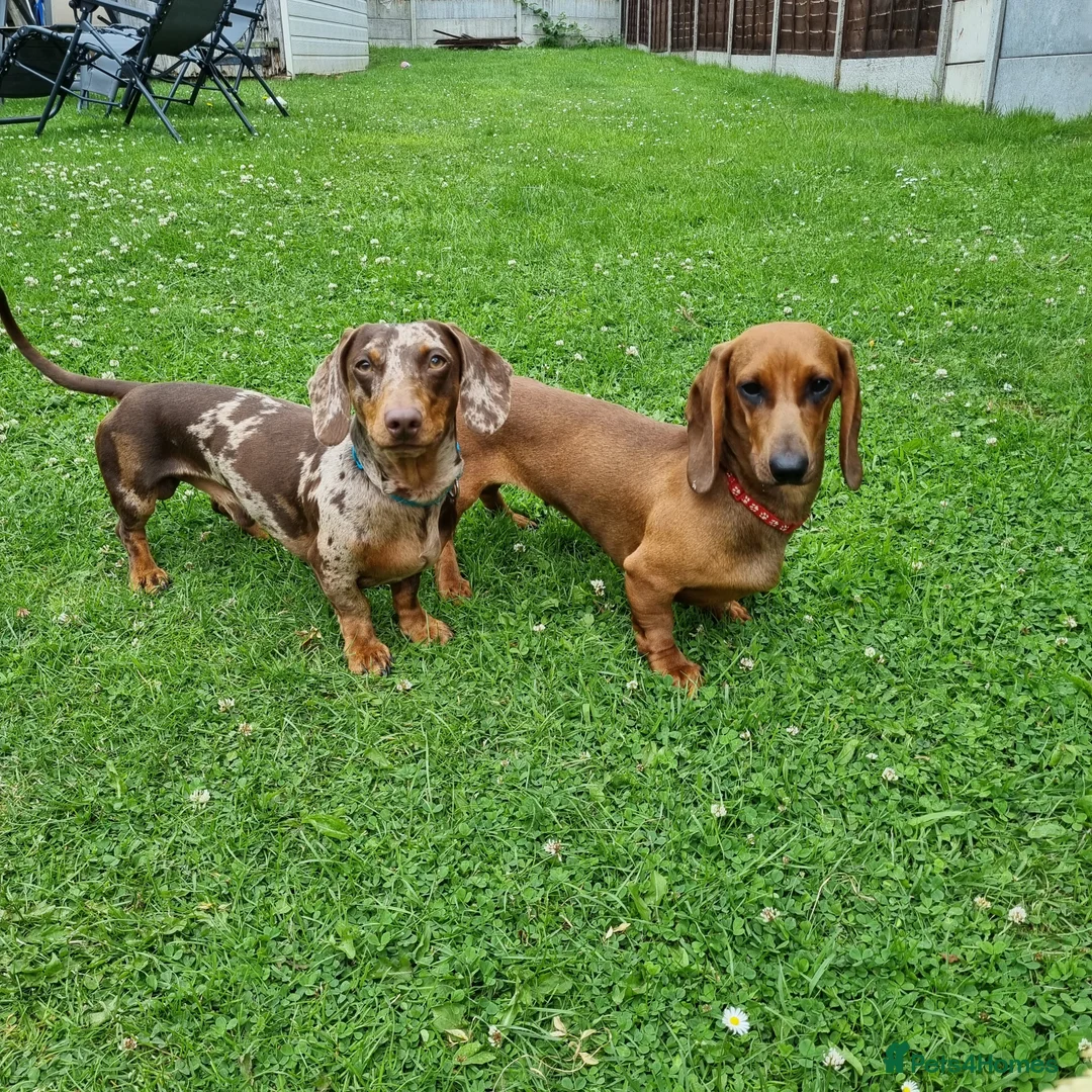 Dachshund dogs for sale: Full Pedigree Dachshund ❤️🧡💚🩵 - Advert 20