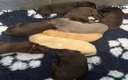 Labrador Retriever dogs for sale: Stunning Rare Coloured Pups Health Tested Parents  - Image 11