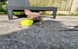 French Bulldog dogs for sale: 2 French bulldog pups.  1 boy & 1 girl.  - Image 11