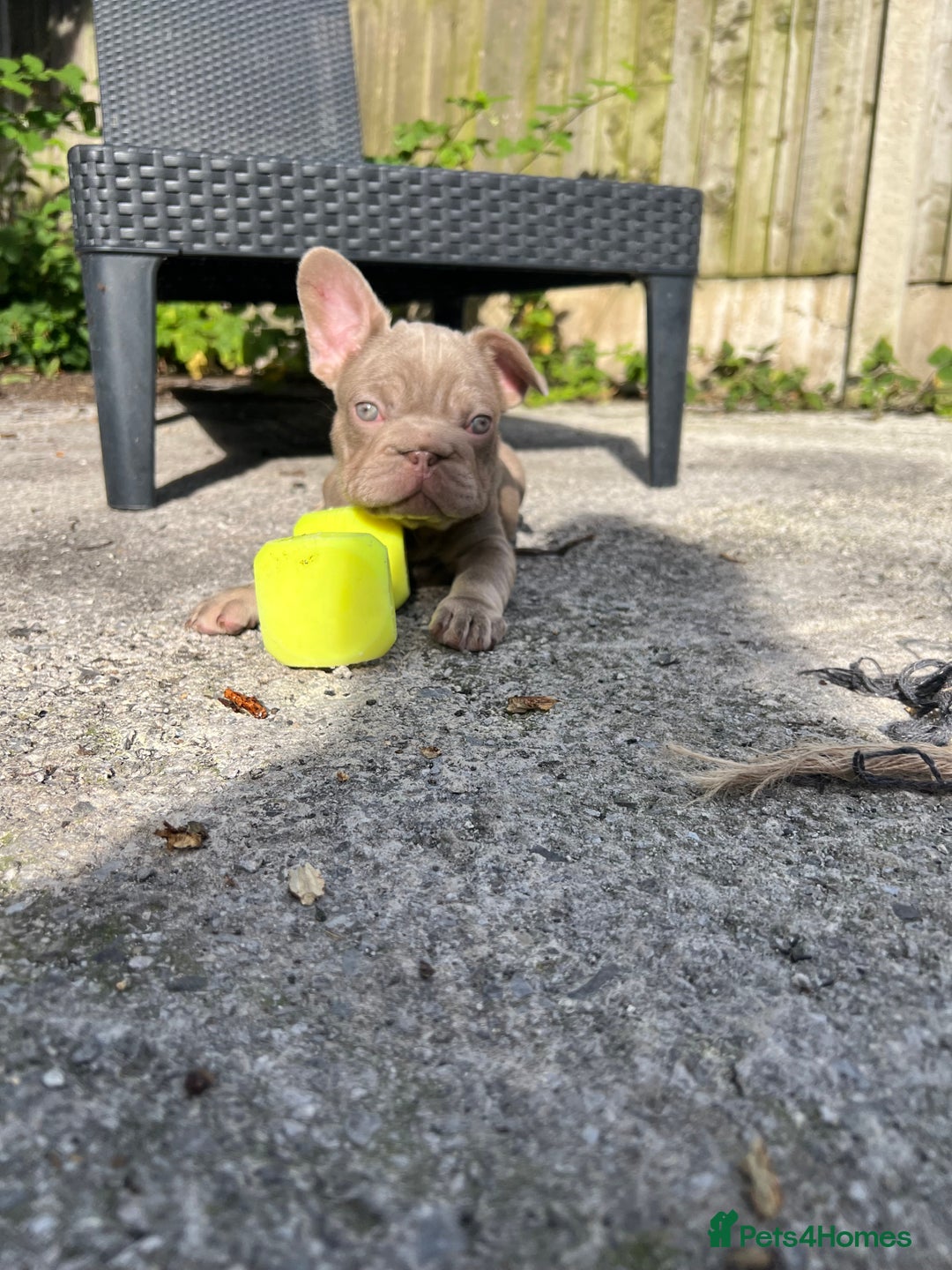 French Bulldog dogs for sale: 2 French bulldog pups.  1 boy & 1 girl.  - Image 11