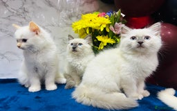 Ragdoll cats for sale: TICA Registered Magnificent Ragdoll kittens  - Image 23