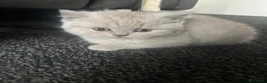 British Shorthair 1