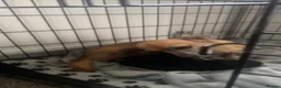 Mixed Breed dogs for sale: Chihuahua cross puppy for sale - Advert 5